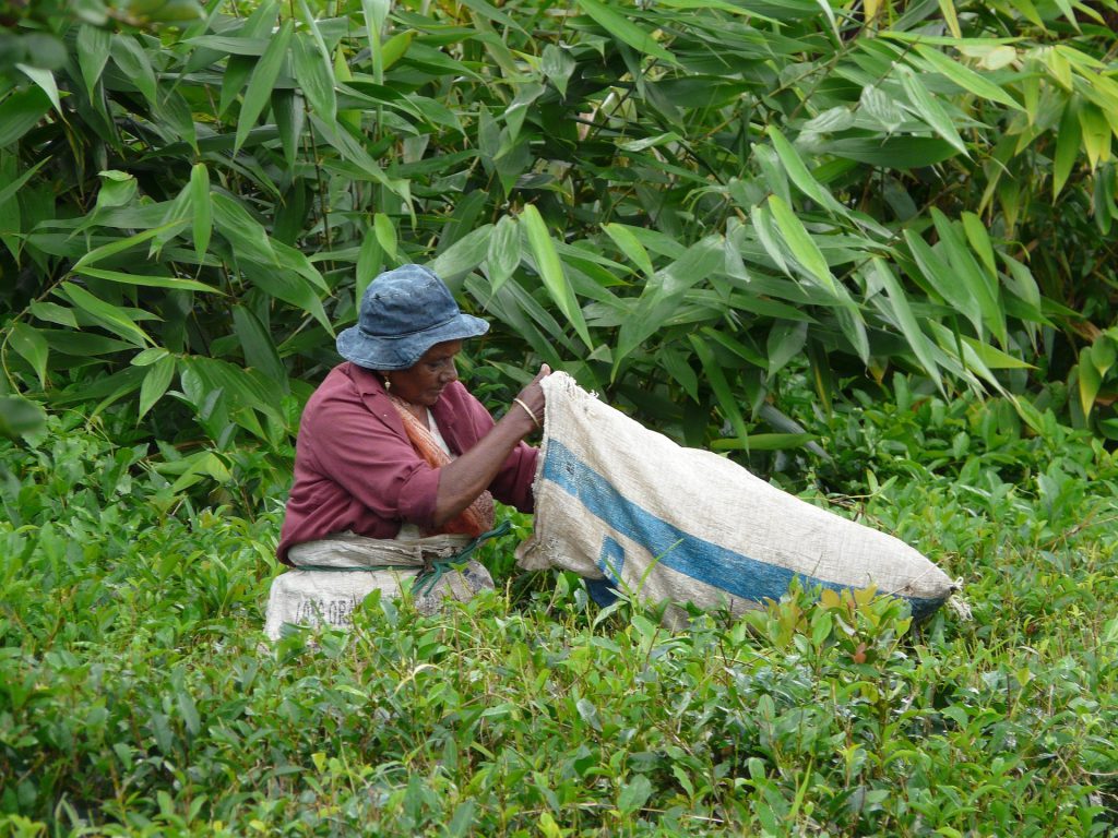 Harvesting In Mauritius