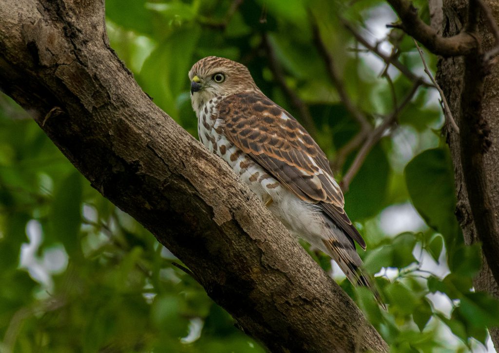 Falcon In Mauritius